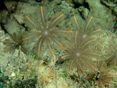 Clavularia