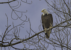 Haliaeetus leucocephalus