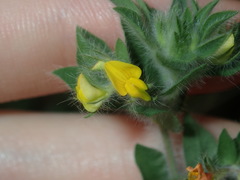 Lotus suaveolens
