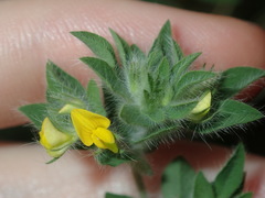Lotus suaveolens