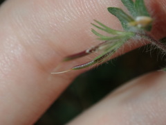 Lotus suaveolens