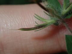 Lotus suaveolens