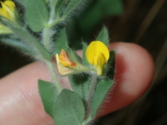 Lotus suaveolens