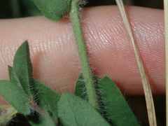 Lotus suaveolens