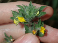 Lotus suaveolens