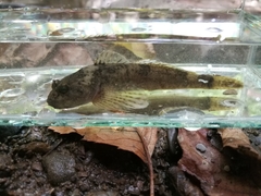 Cottus gobio