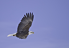 Haliaeetus leucocephalus