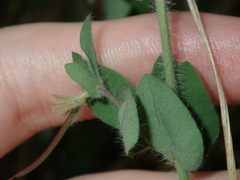 Lotus suaveolens