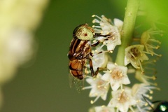 Eristalinus
