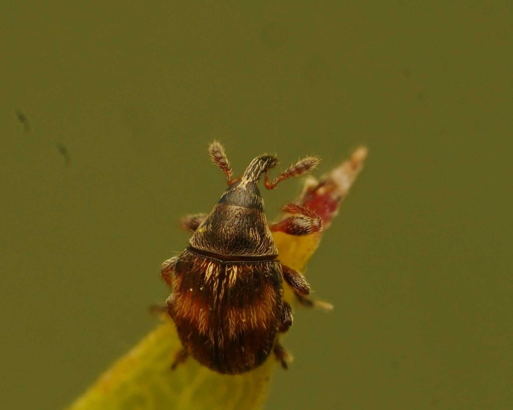Nanophyes brevis