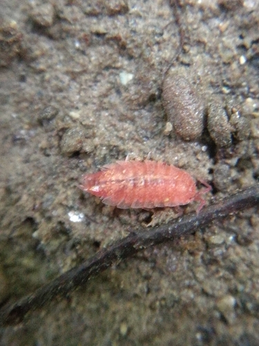 Androniscus dentiger