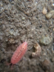 Androniscus dentiger