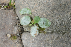 Podosphaera plantaginis