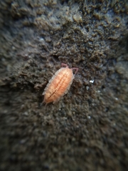 Androniscus dentiger