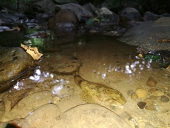 Cottus gobio
