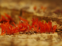 Calocera furcata
