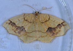 Nematocampa brehmeata