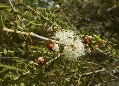 Melaleuca acuminata