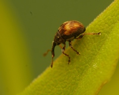 Nanophyes brevis
