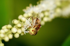 Eristalinus