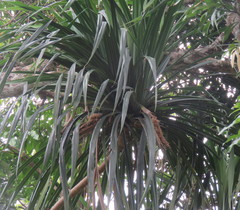 Pandanus krauelianus