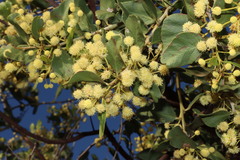 Acacia chartacea