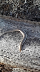 Chalcides bedriagai