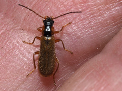 Rhagonycha testacea