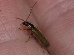 Rhagonycha testacea