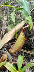 Nepenthes gymnamphora