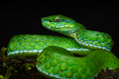 Craspedocephalus macrolepis
