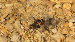 Cicindela hydrophoba
