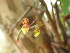 Leochilus labiatus