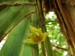 Maxillaria valenzuelana