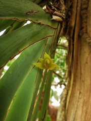 Maxillaria valenzuelana