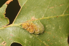 Aceria trichophila