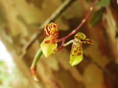 Leochilus labiatus