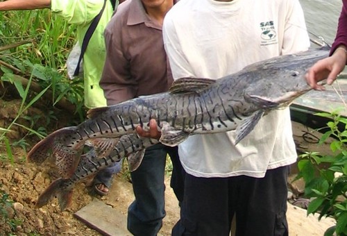 Spotted Tiger Shovelnose Catfish