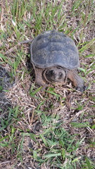 Chelydra acutirostris