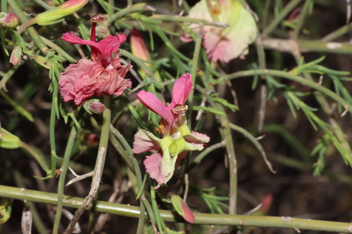 Leschenaultia linarioides, photograph 2