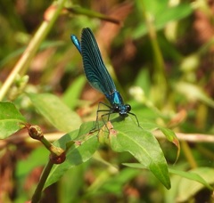 Calopteryx splendens