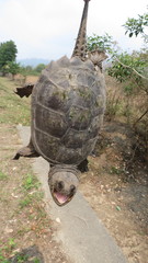 Chelydra acutirostris