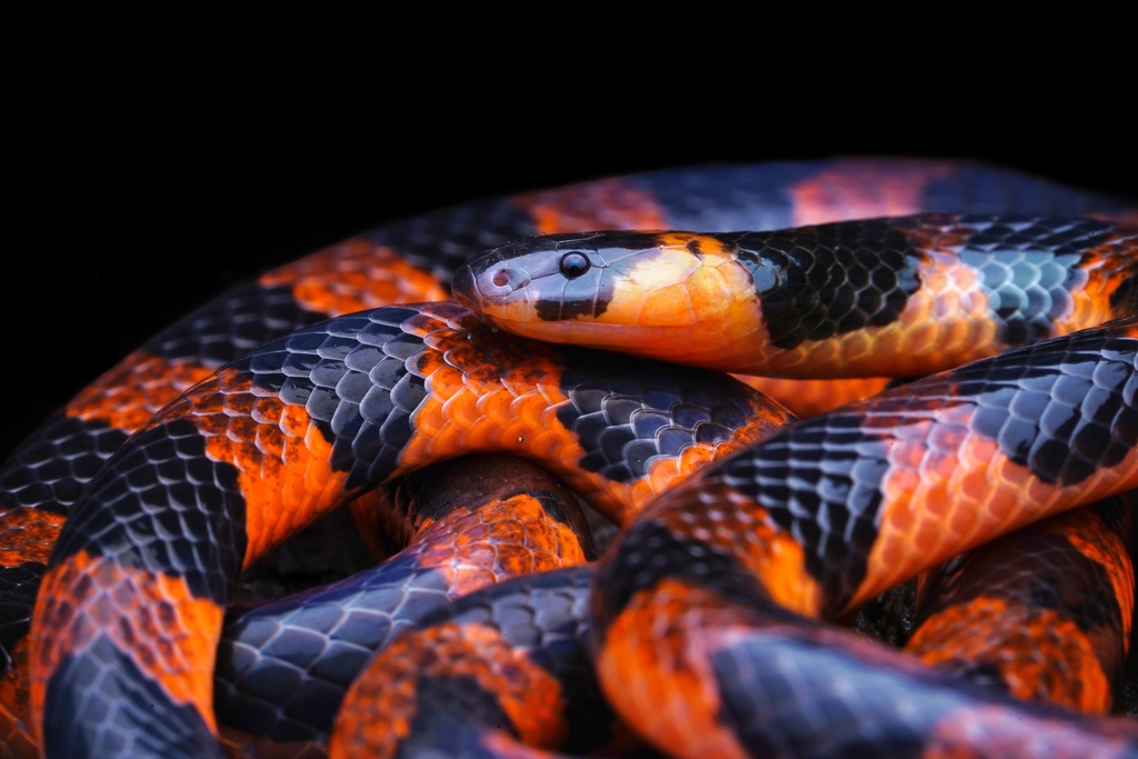 Bibron's Coral Snake