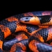 畢氏麗紋蛇 - Photo 由 Daniel V Raju 所上傳的 (c) Daniel V Raju，保留部份權利CC BY-NC