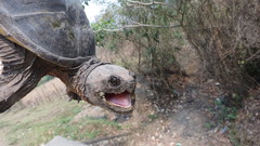 Chelydra acutirostris