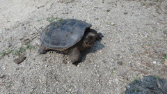 Chelydra acutirostris