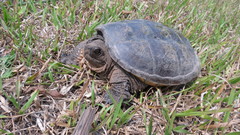 Chelydra acutirostris