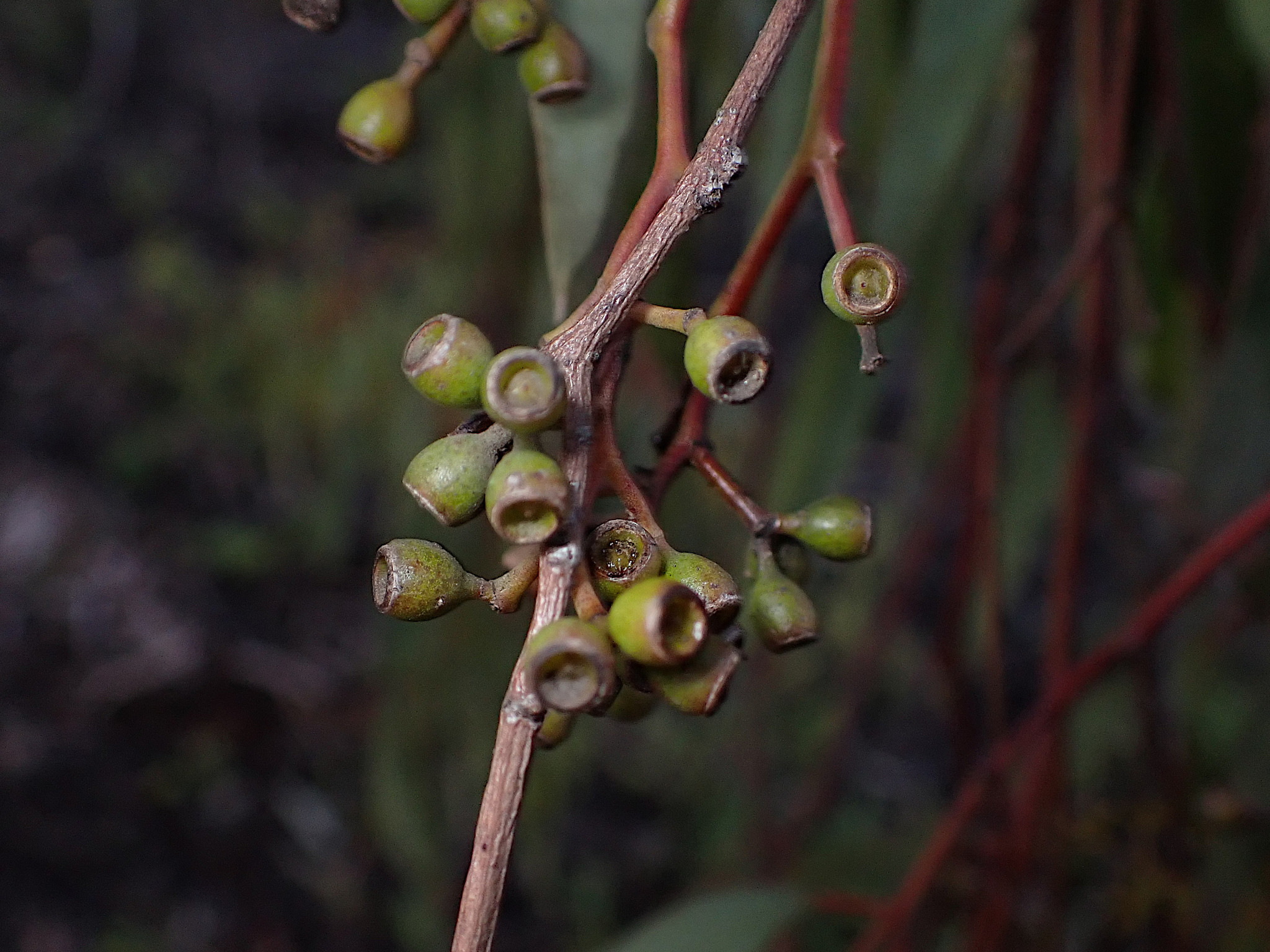 Eucalyptus largiflorens - Black Box seed x200
