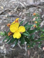 Hibbertia bracteata