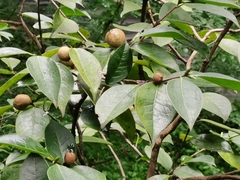 Camellia grijsii